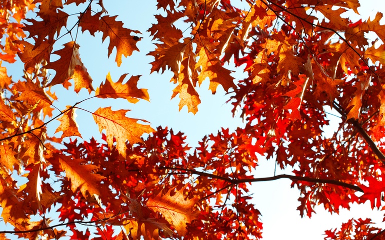 røde blader mot himmel høst