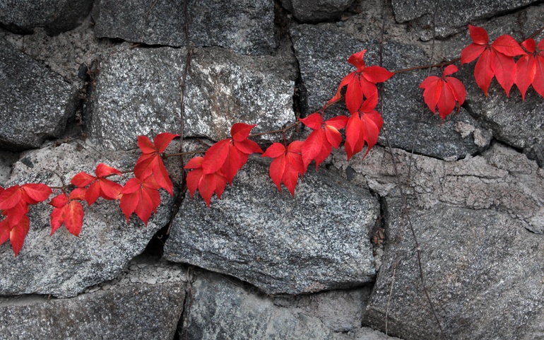 Røde blader i grå mur