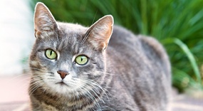 katt 2430805