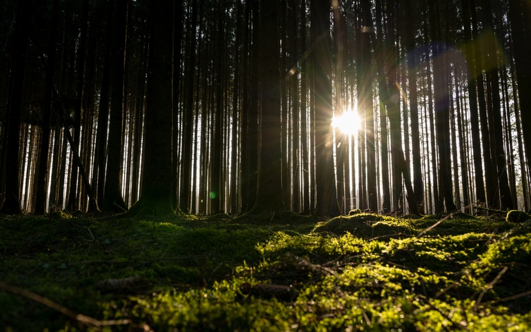 Foto av tett skog hvor sola såvidt skinner gjennom