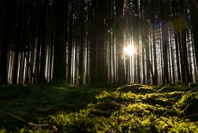 Foto av tett skog hvor sola såvidt skinner gjennom