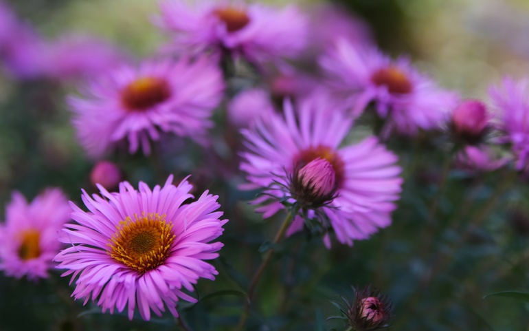 Sommerblomster
