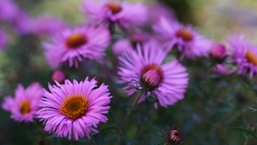 Sommerblomster