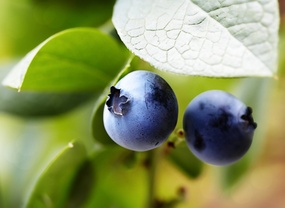Forebygging - blåbær antioxidanter