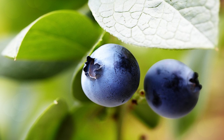 Forebygging - blåbær antioxidanter