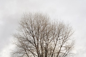 Sorg, tre mot himmel