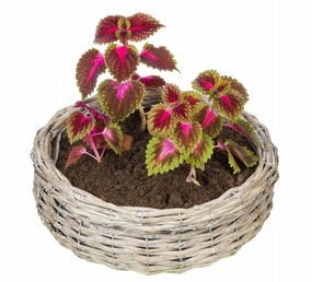 Plante/blomst