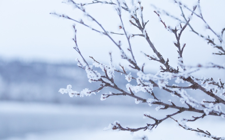 Frost, snø, gren, vinter, landlig, Norge